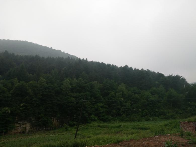 Free stock image of Rainy Wild Forest created by G xm