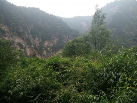 Trees in the Mountains