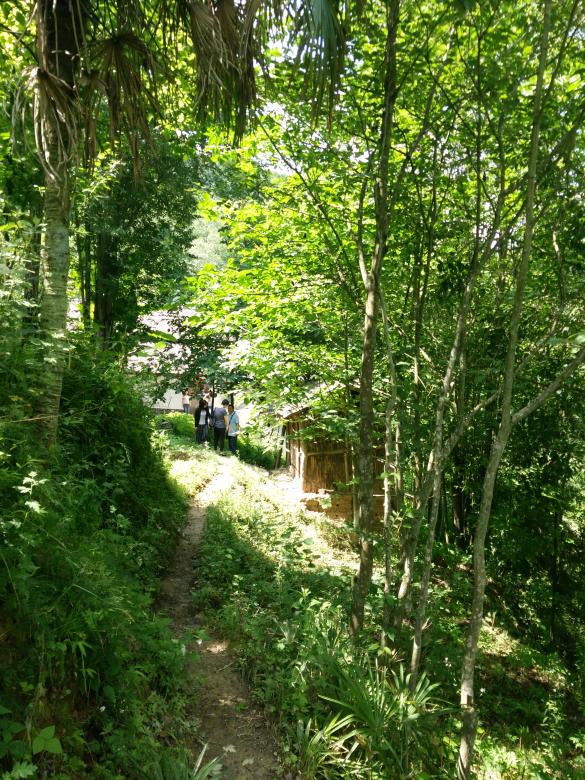 Free stock image of Green Trees and Forest Path created by G xm