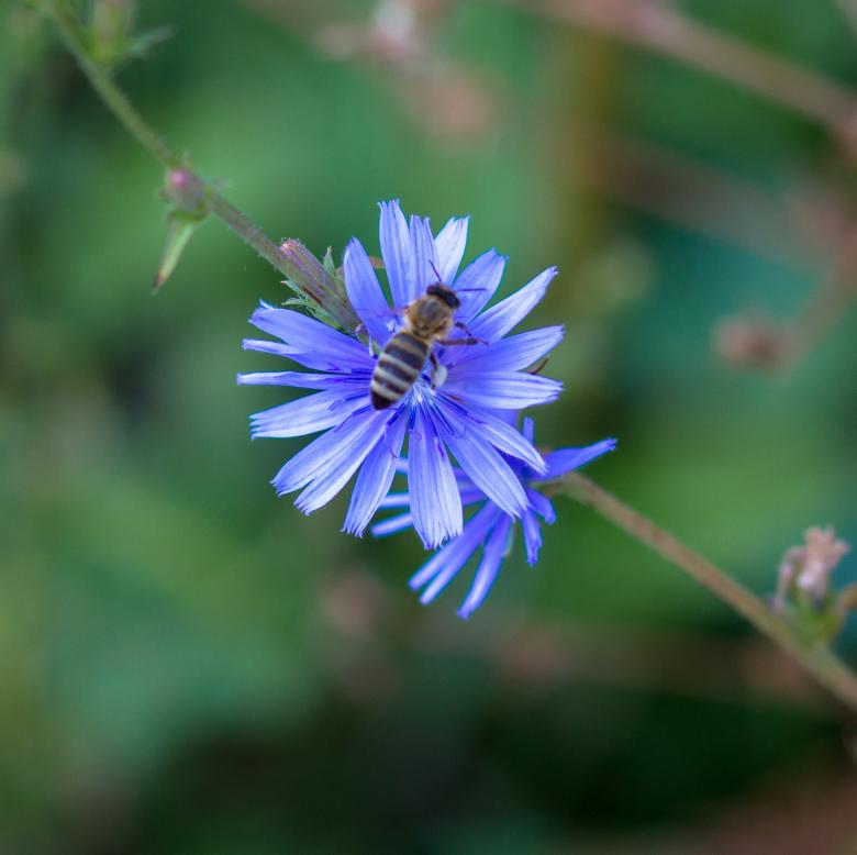 Free stock image of Flower with bee created by Alen