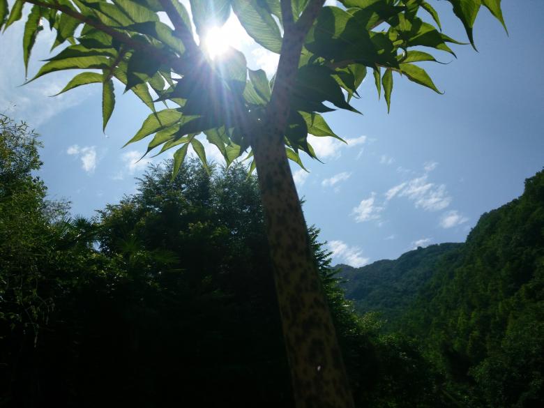 Free stock image of Plant in the Jungle created by G xm