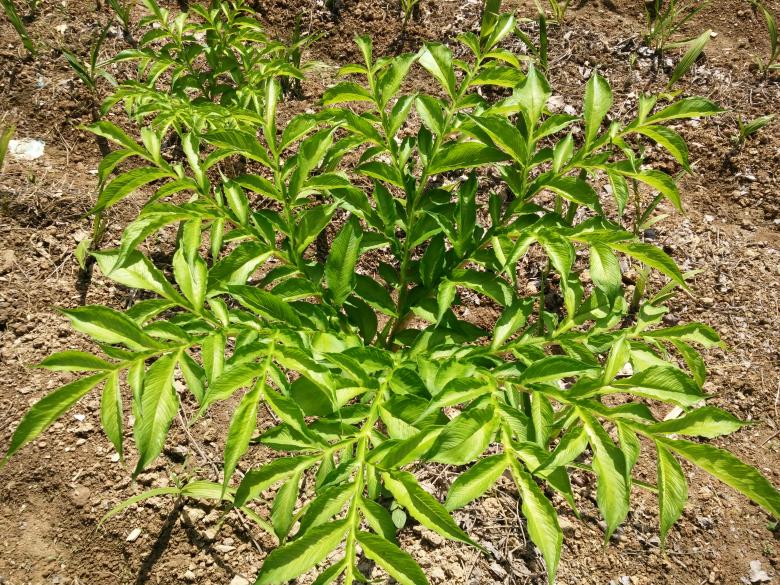 Free stock image of Green Plant created by G xm