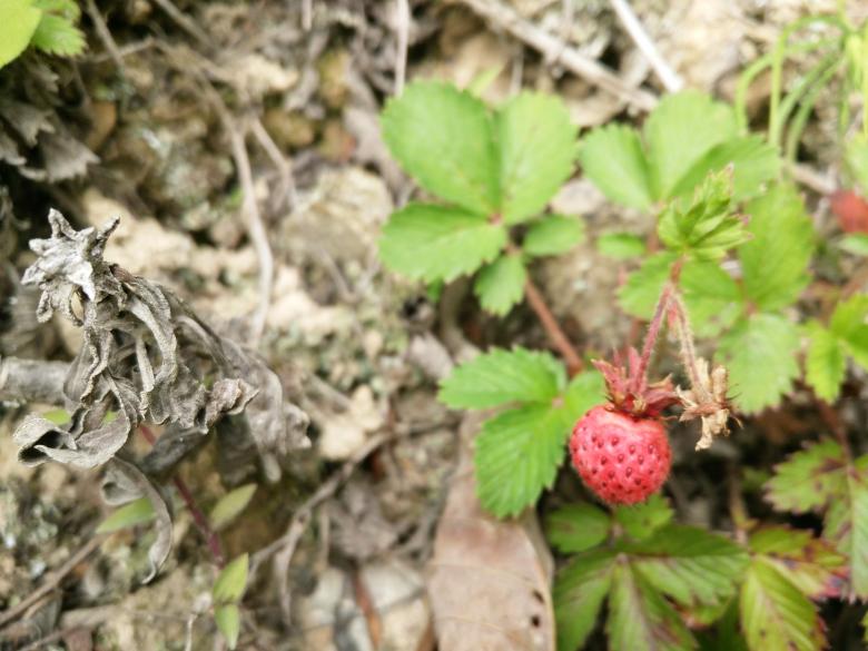 Free stock image of Wild strawberry created by G xm