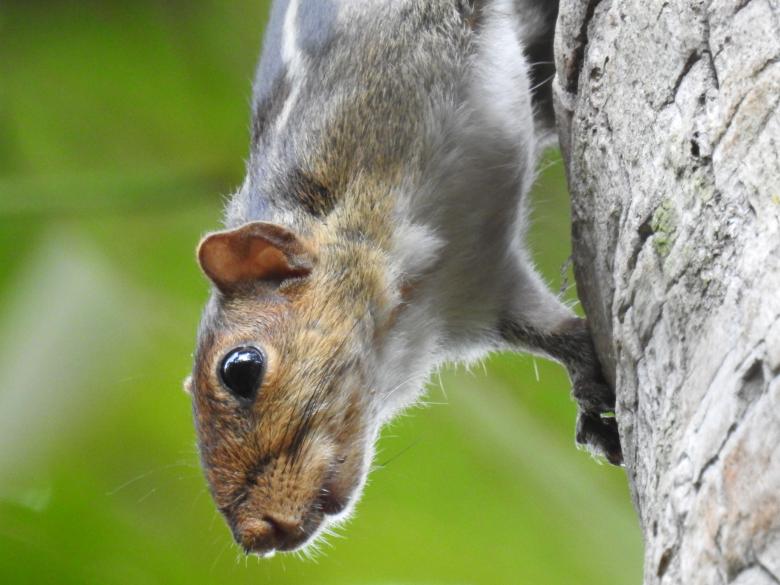 Free stock image of The Squirrel created by ANANDHU