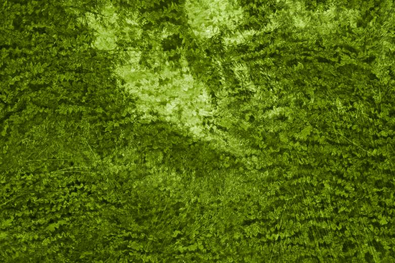 Free stock image of Abstract Bamboo Coral created by Nicolas Raymond