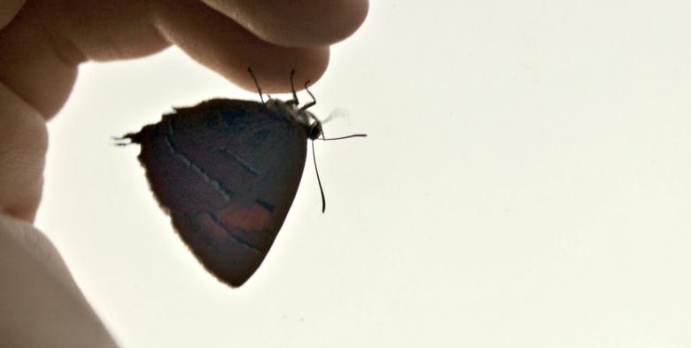 Free stock image of The butterfly is sitting on a finger created by NomeVizualizzato
