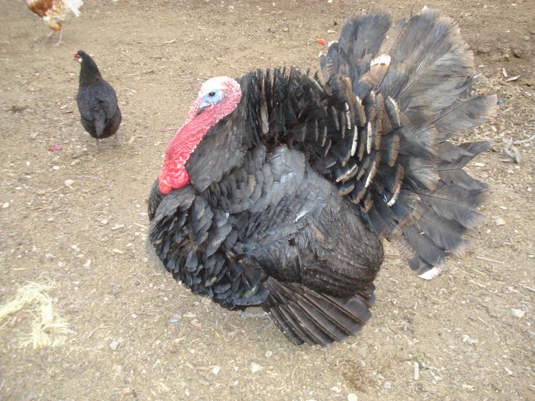 Free stock image of Turkey created by chakomajaw