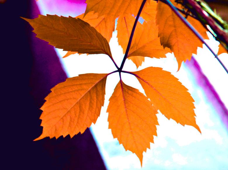 Free stock image of Orange leaf created by NomeVizualizzato