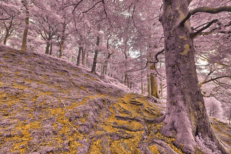 Free stock image of Dolbadarn Moss Forest Trail - Gold Amethyst Fantasy created by Nicolas Raymond