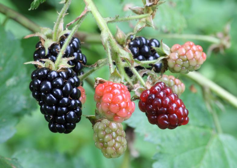 Free stock image of Raspberries in Bristol created by chakomajaw