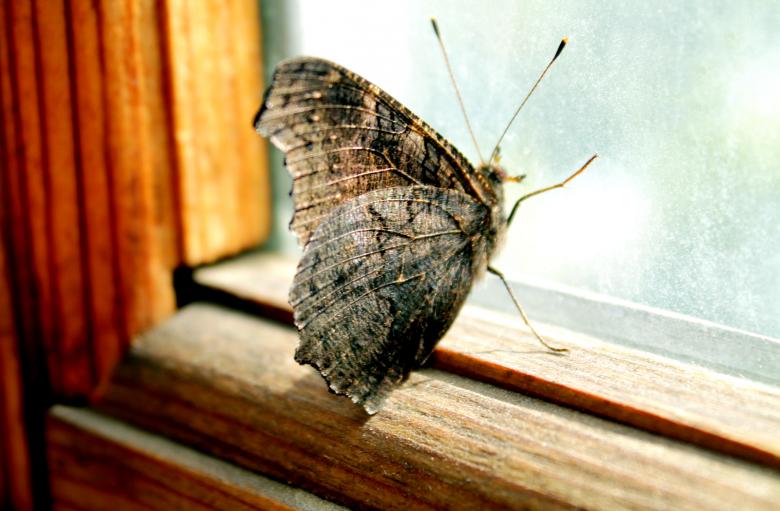 Free stock image of Butterfly trying to get out created by NomeVizualizzato
