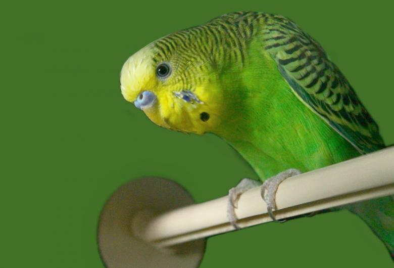 Free stock image of Green budgie on a perch created by NomeVizualizzato