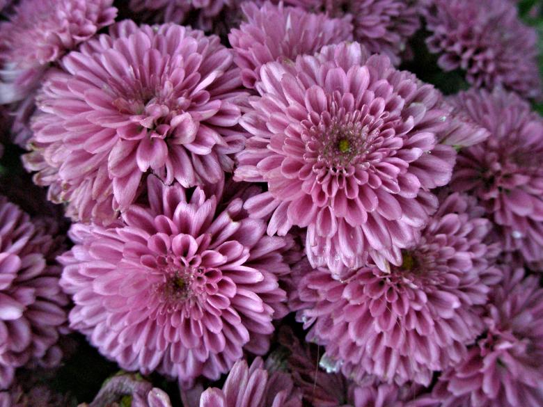 Free stock image of Lavender Chrysanthemum created by Michele Moss