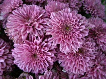 Free Stock Photo of Lavender Chrysanthemum