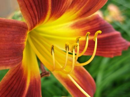 Lily with Pollen - Free Stock Photo