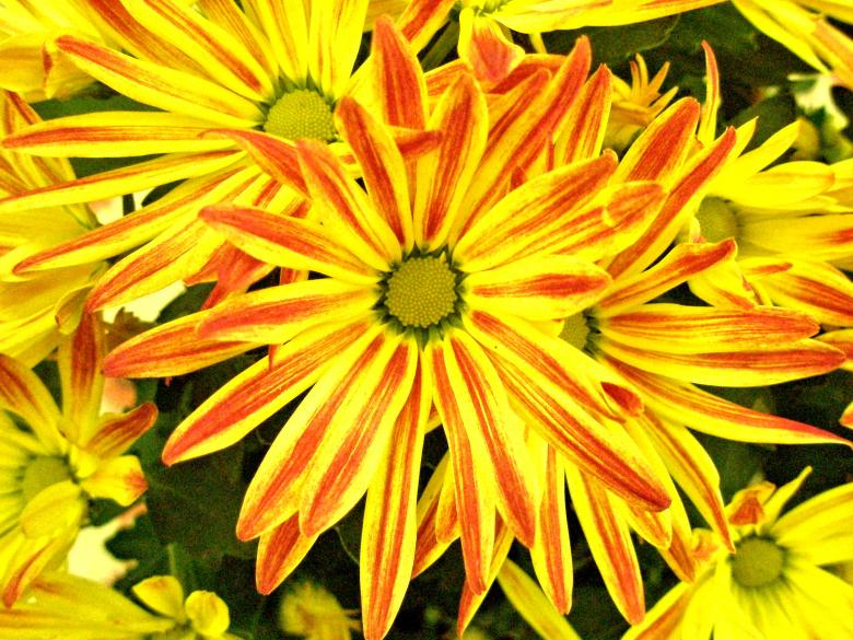 Free stock image of Painted Chrysanthemum created by Michele Moss