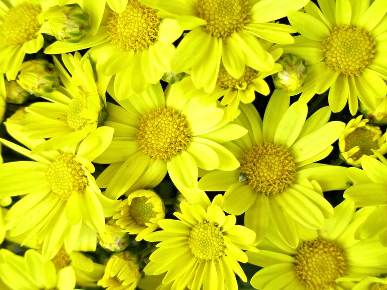 Free stock image of Bright Yellow Chrysanthemum created by Michele Moss