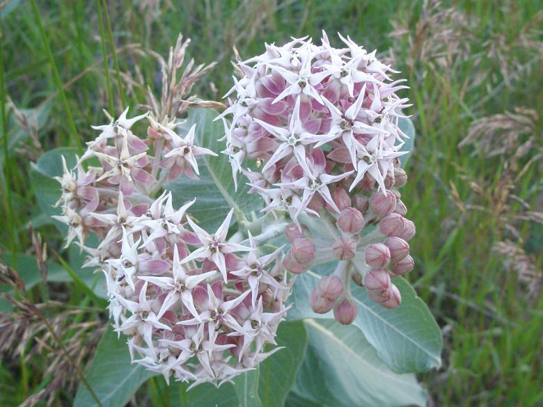 Free stock image of Milkweed Flower created by Michele Moss