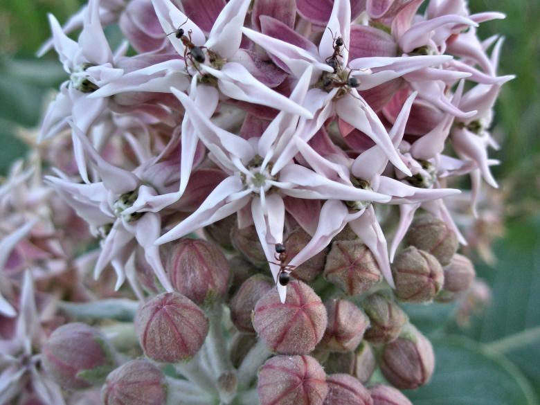 Free stock image of Ants on a Milkweed Flower created by Michele Moss