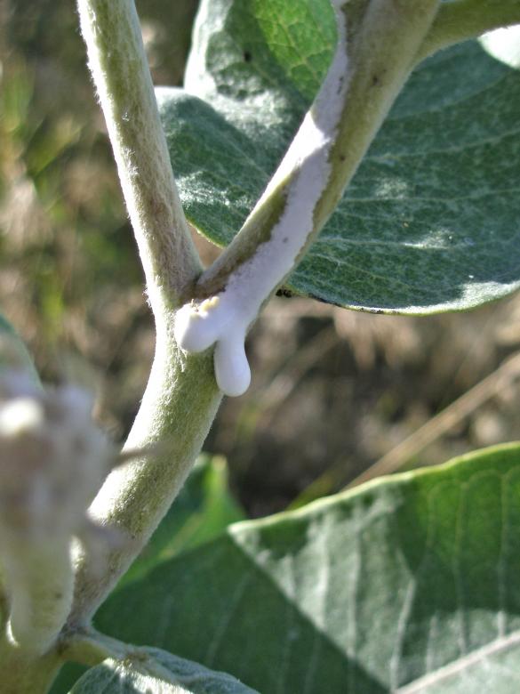 Free stock image of Milkweed Latex created by Michele Moss