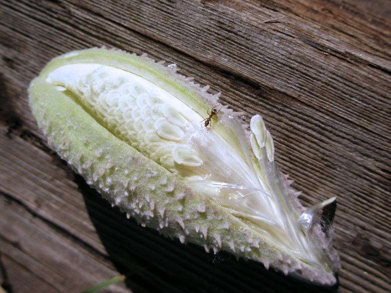 Free stock image of Ant on a Milkweed Seed Pod created by Michele Moss