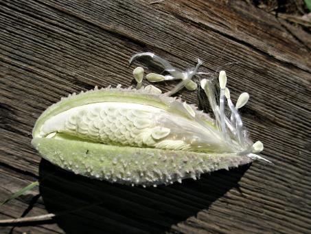 Milkweed Seed Pod - Free Stock Photo