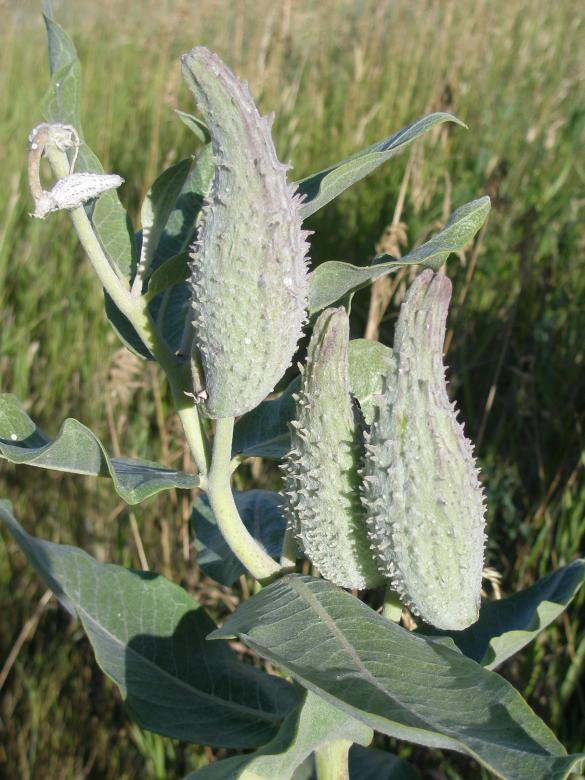 Free stock image of Milkweed Pods created by Michele Moss