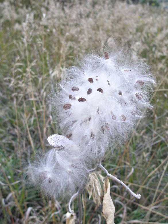 Free stock image of Milkweed Seeds created by Michele Moss