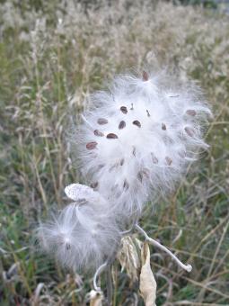 Milkweed Seeds - Free Stock Photo