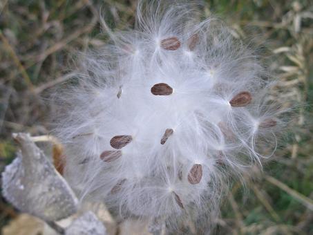 Fluffy Milkweed Seeds - Free Stock Photo