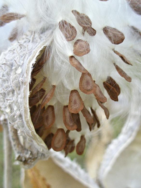 Free stock image of Milkweed Seed Pods created by Michele Moss