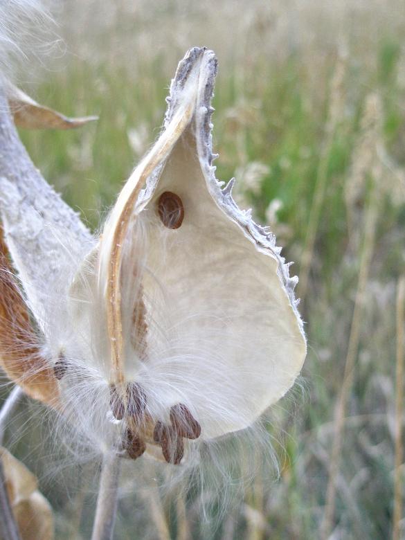 Free stock image of Milkweed Seeds in Pod created by Michele Moss