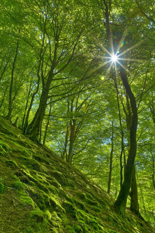Free stock image of Dunkeld Moss Sunburst Forest created by Nicolas Raymond