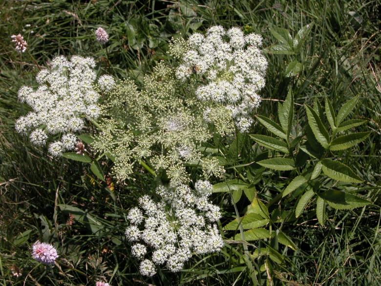 Free stock image of White Mountain Flowers created by CHRISTIAN HEMBERT
