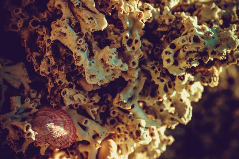 Free stock image of Dead Coral Background created by Free Texture Friday