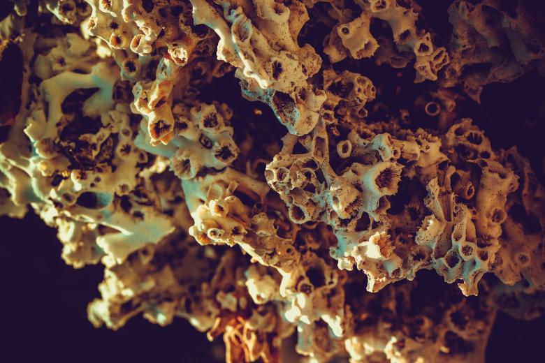Free stock image of Dead Coral Surface created by Free Texture Friday