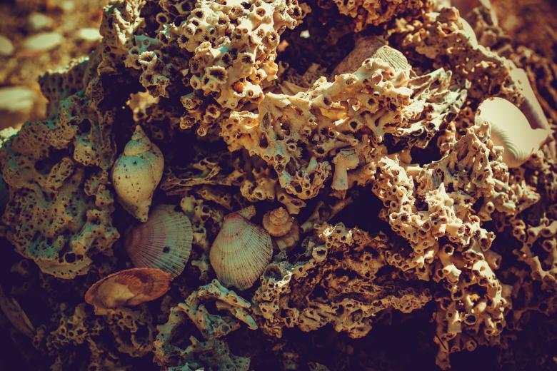 Free stock image of Dead Coral created by Free Texture Friday