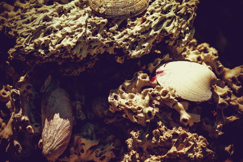 Free stock image of Dead Coral and Seashells created by Free Texture Friday