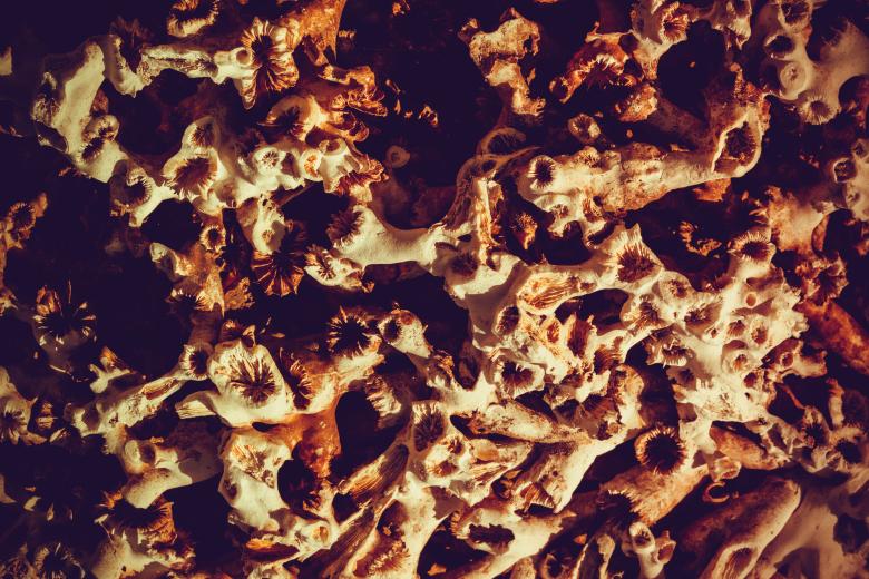 Free stock image of Dead Coral Skeleton Background created by Free Texture Friday