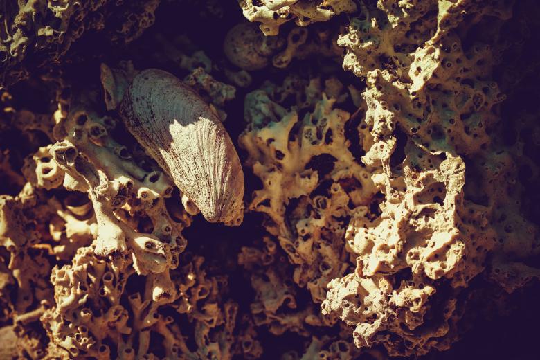 Free stock image of Dead Coral Skeleton Surface created by Free Texture Friday