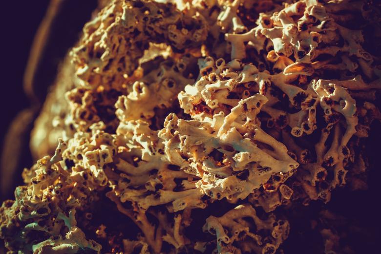 Free stock image of Coral Skeleton Texture created by Free Texture Friday