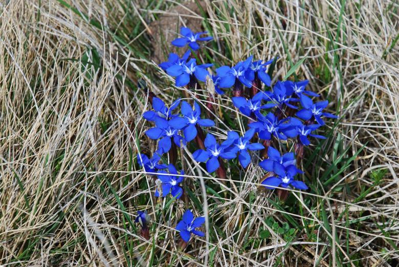 Free stock image of Blue Mountain Flowers created by CHRISTIAN HEMBERT