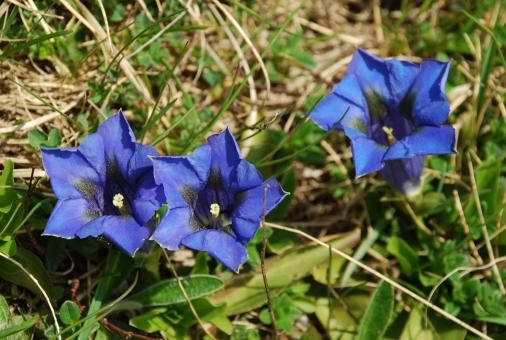 Blue Flowers in the Mountains - Free Stock Photo