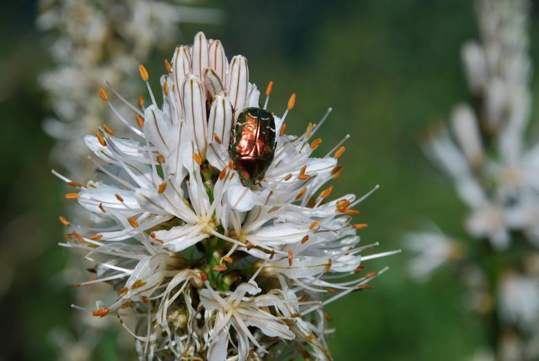 Free stock image of Insect on Flower created by CHRISTIAN HEMBERT