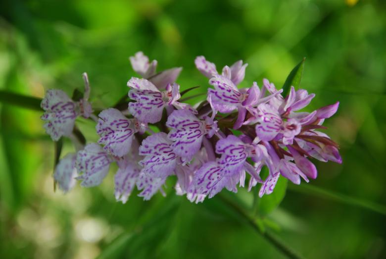 Free stock image of Wild Pyrenees Mountain Orchid Flowers created by CHRISTIAN HEMBERT