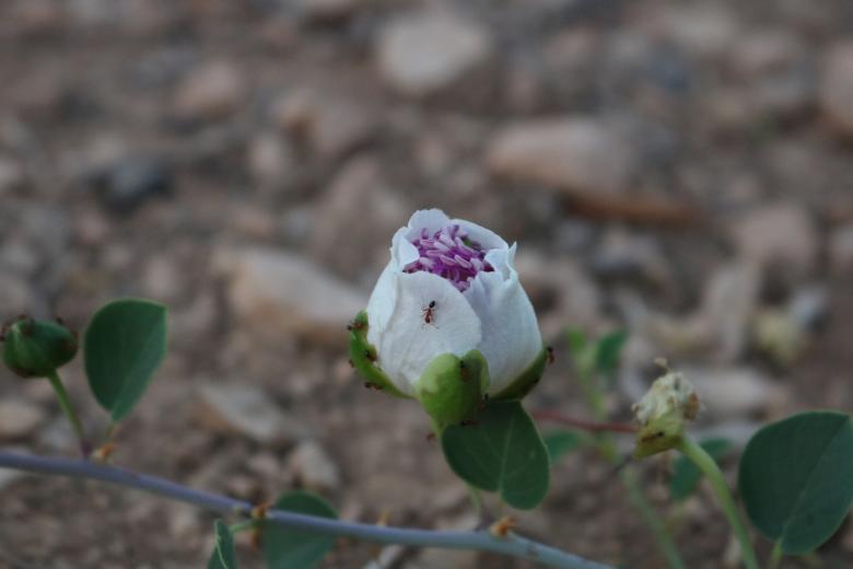 Free stock image of White Flower and Ant created by abedalaziz fayez althawabi