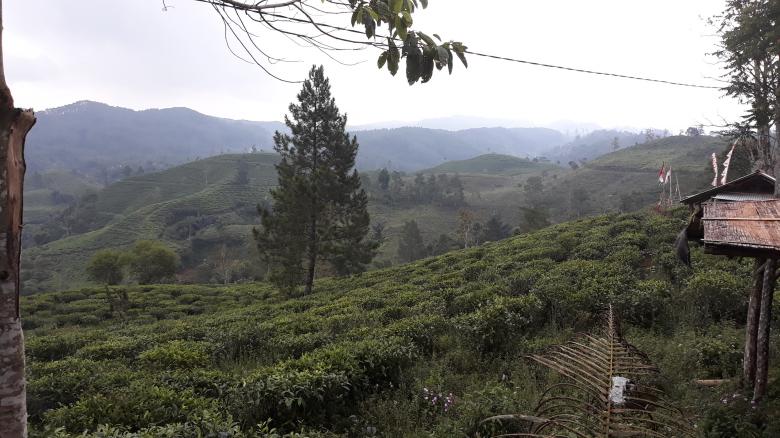 Free stock image of Beautiful tea garden created by bang doel