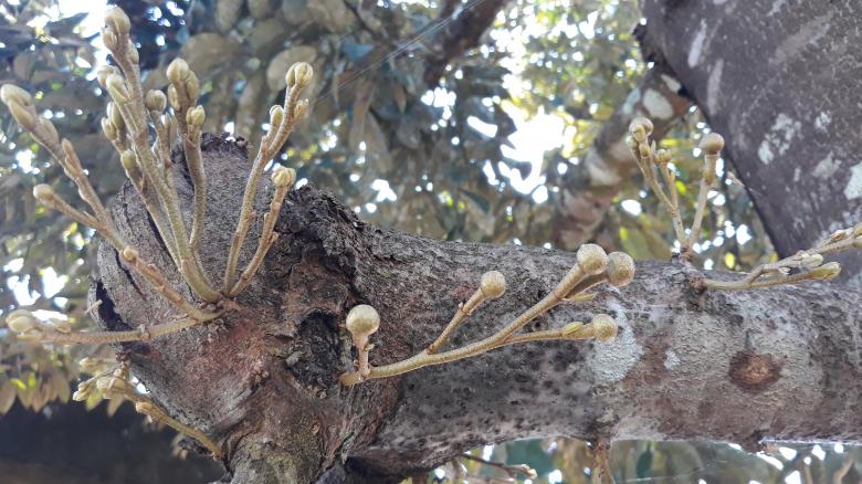 Free stock image of Branch of the Durian Tree created by bang doel
