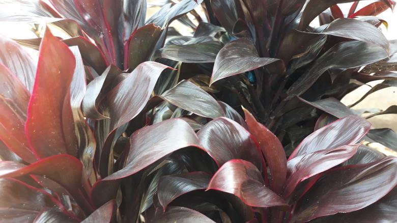 Free stock image of Unique Plant Leaves created by bang doel