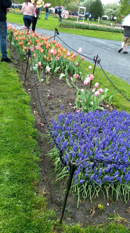 Free stock image of Albany Tulips Festival created by Ramanathan Veerappan